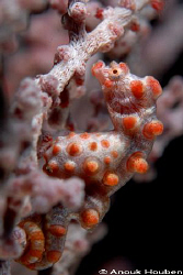 Pygmy seahorse, Hippocampus bargibanti. Picture taken at ... by Anouk Houben 
